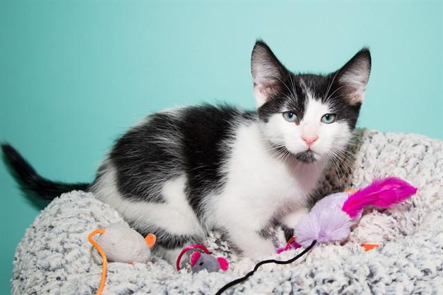 EGGROLL, Adoptable, Adult Male Domestic Medium Hair.