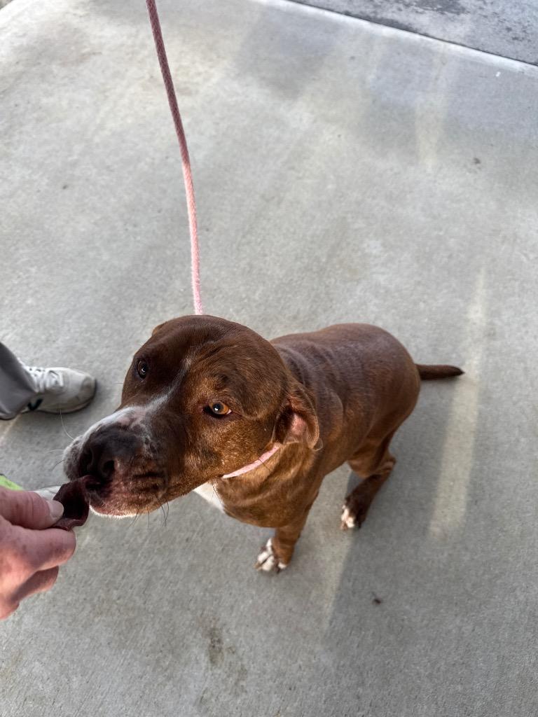 POPPY, Adoptable, Adult Female Boxer & Hound.