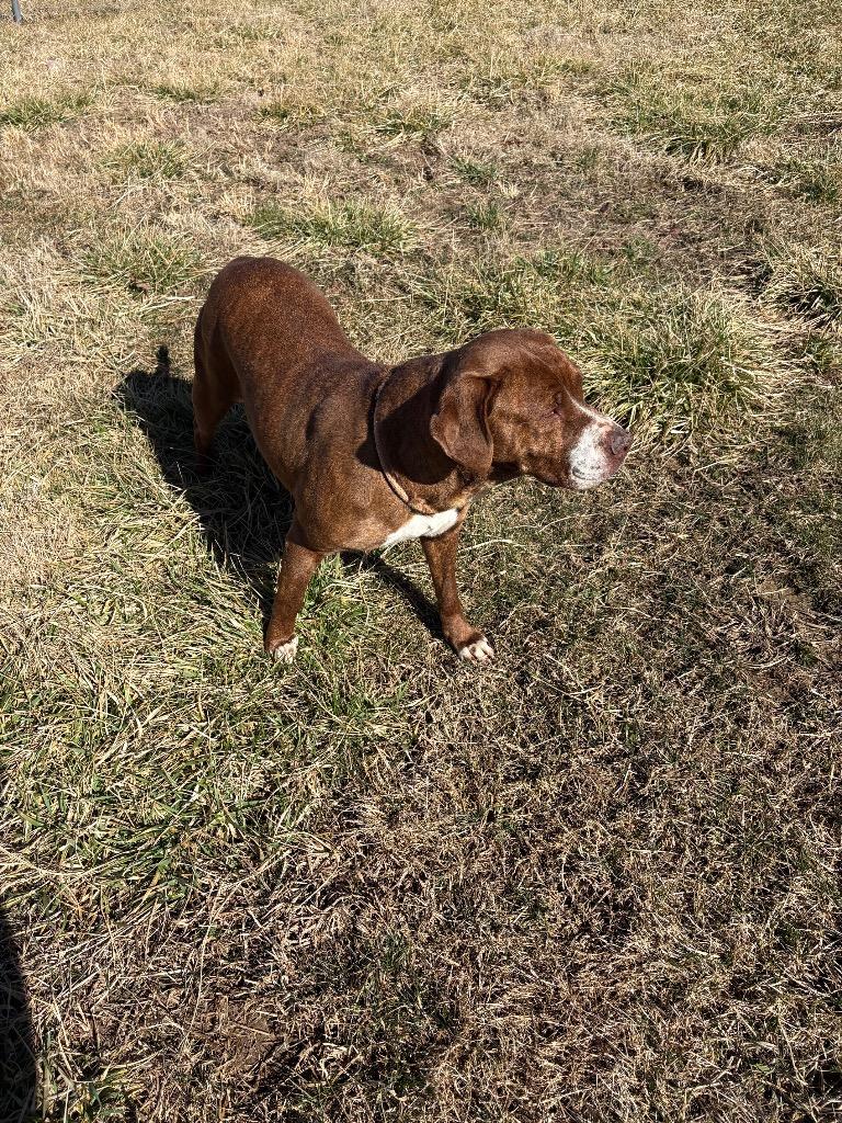 Enlarge POPPY, a Adoptable mixed breed in Crossville, TN image 3/6