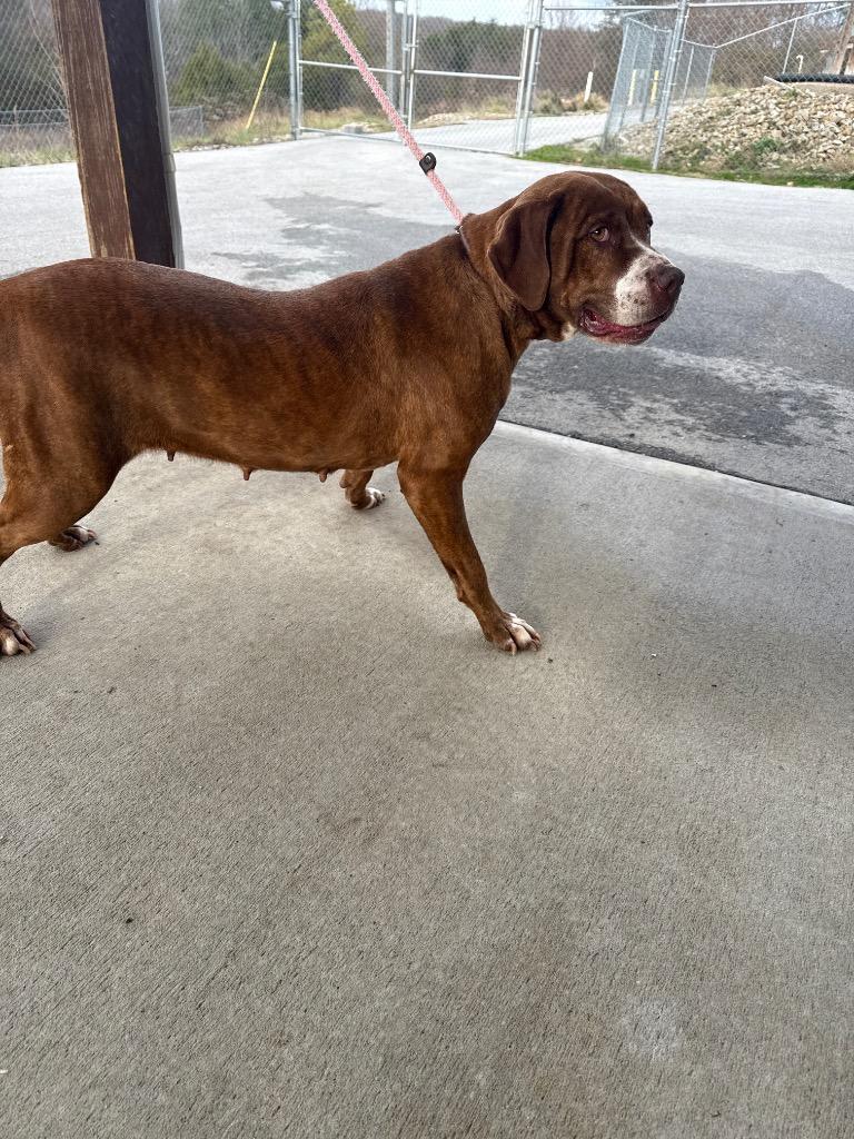 Enlarge POPPY, a Adoptable mixed breed in Crossville, TN image 2/3