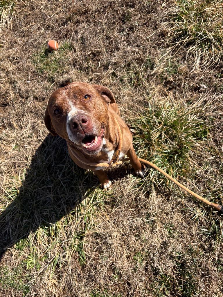 Enlarge POPPY, a Adoptable mixed breed in Crossville, TN image 4/6