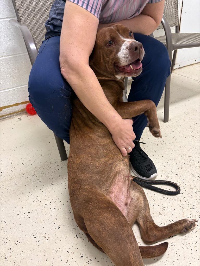 POPPY, Adopted, Adult Female Boxer & Hound.