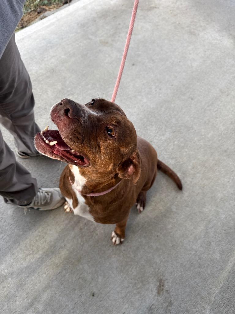 Enlarge POPPY, a Adoptable mixed breed in Crossville, TN image 6/6