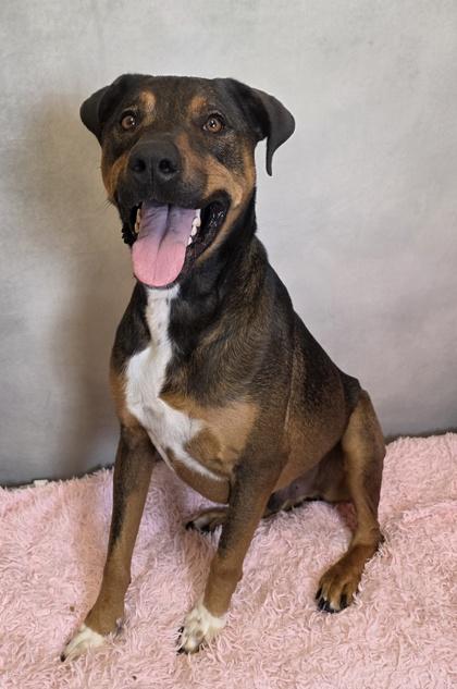 Enlarge Royal, a Adoptable Shepherd in Cedar Hill, TX image 1/2