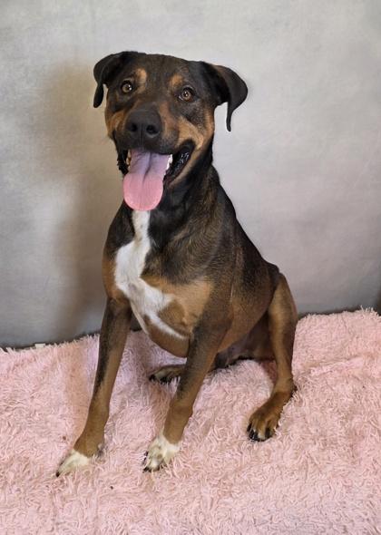 Enlarge Royal, a Adoptable Shepherd in Cedar Hill, TX image 2/2