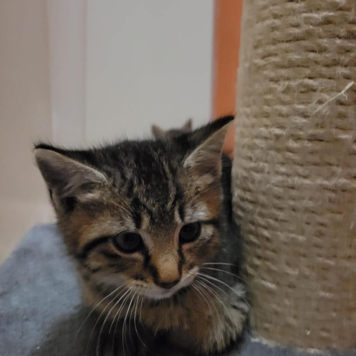 Cat for adoption Bean, a Domestic Medium Hair Mix in Barkhamsted, CT