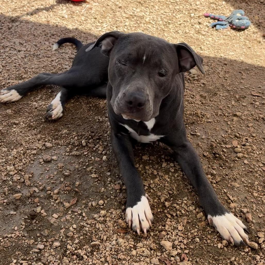 Enlarge Willie, a Adoptable mixed breed in Kerrville, TX image 2/5