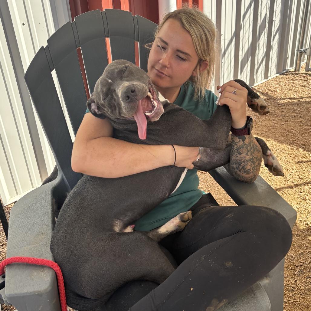Enlarge Willie, a Adoptable mixed breed in Kerrville, TX image 3/5