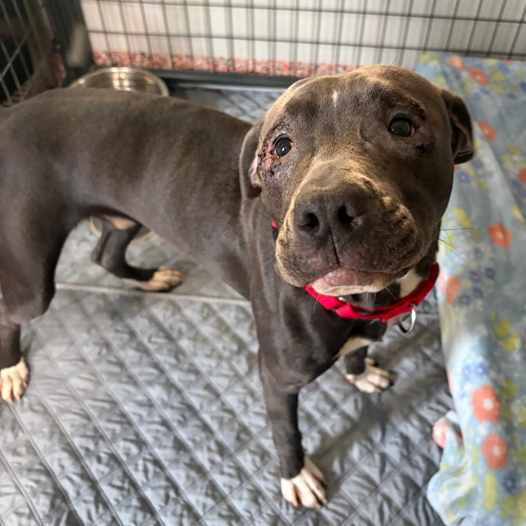 Enlarge Willie, a Adoptable mixed breed in Kerrville, TX image 1/5
