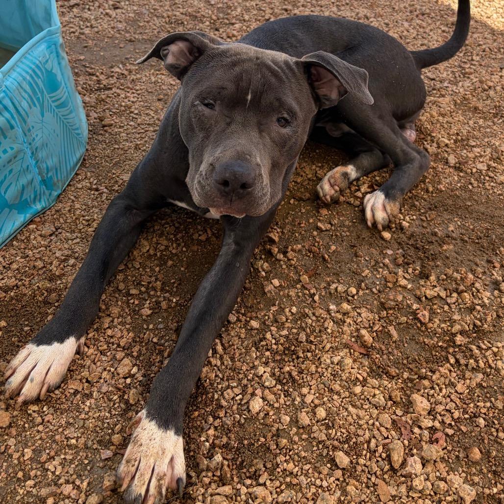 Enlarge Willie, a Adoptable mixed breed in Kerrville, TX image 4/5