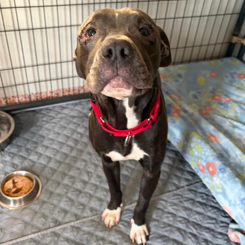 Enlarge Willie, a Adoptable mixed breed in Kerrville, TX image 5/5