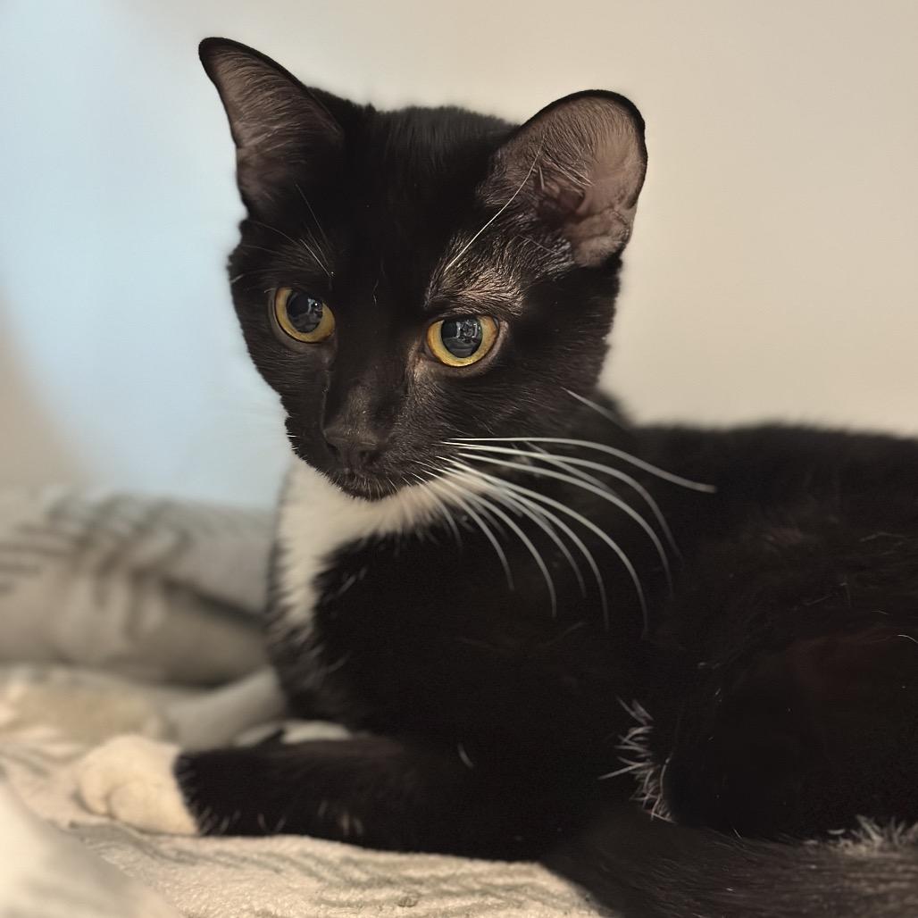 Enlarge Mikko, a Adoptable Domestic Short Hair in Matteson, IL image 1/4