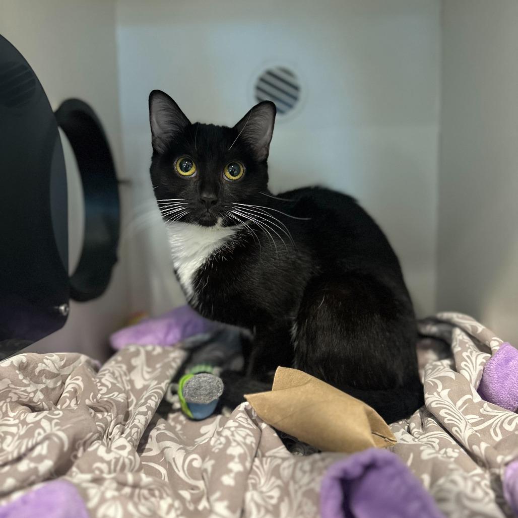 Enlarge Mikko, a Adoptable Domestic Short Hair in Matteson, IL image 2/4