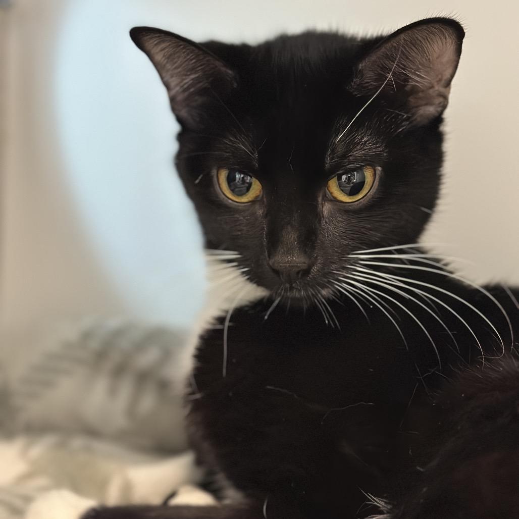 Enlarge Mikko, a Adoptable Domestic Short Hair in Matteson, IL image 3/4