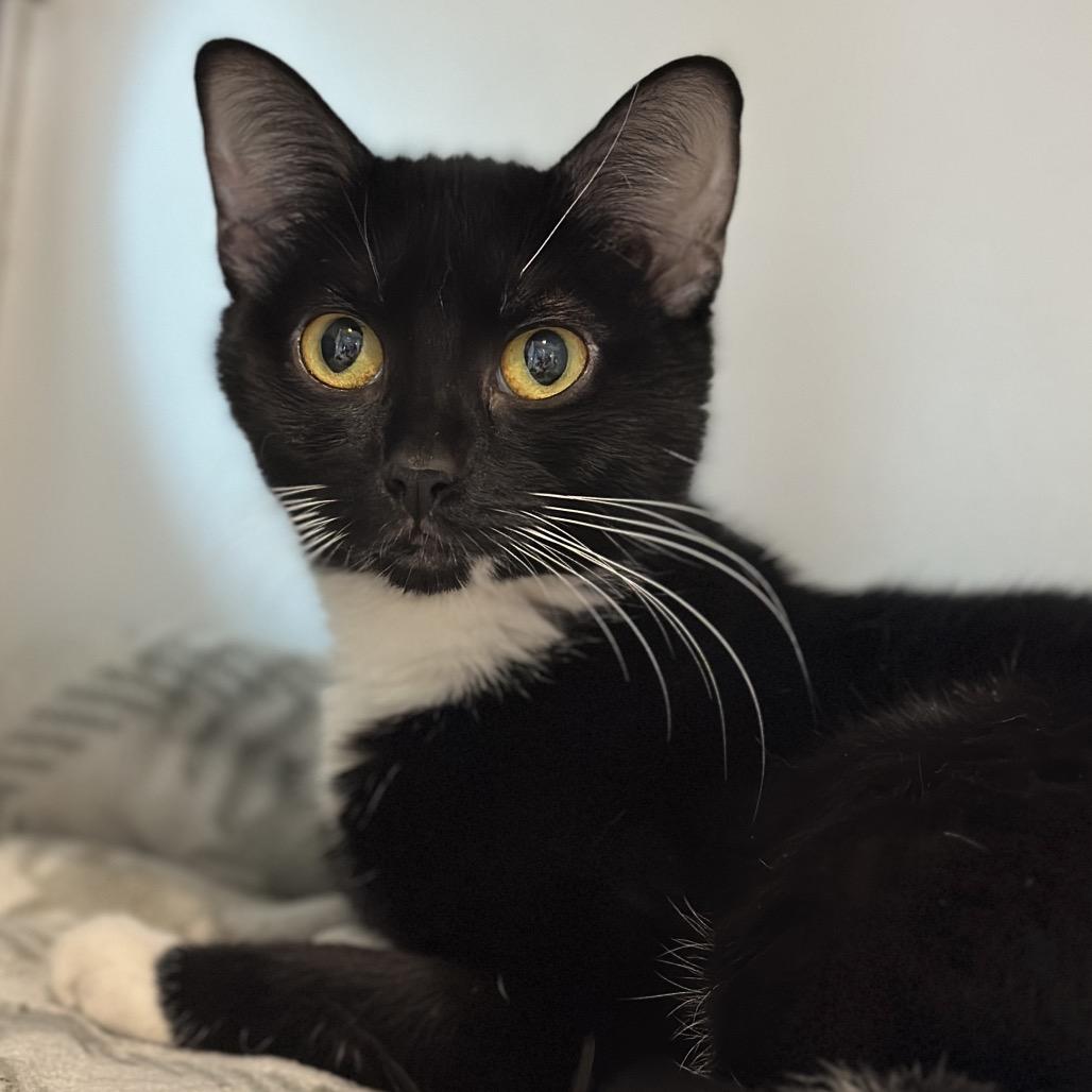 Enlarge Mikko, a Adoptable Domestic Short Hair in Matteson, IL image 4/4