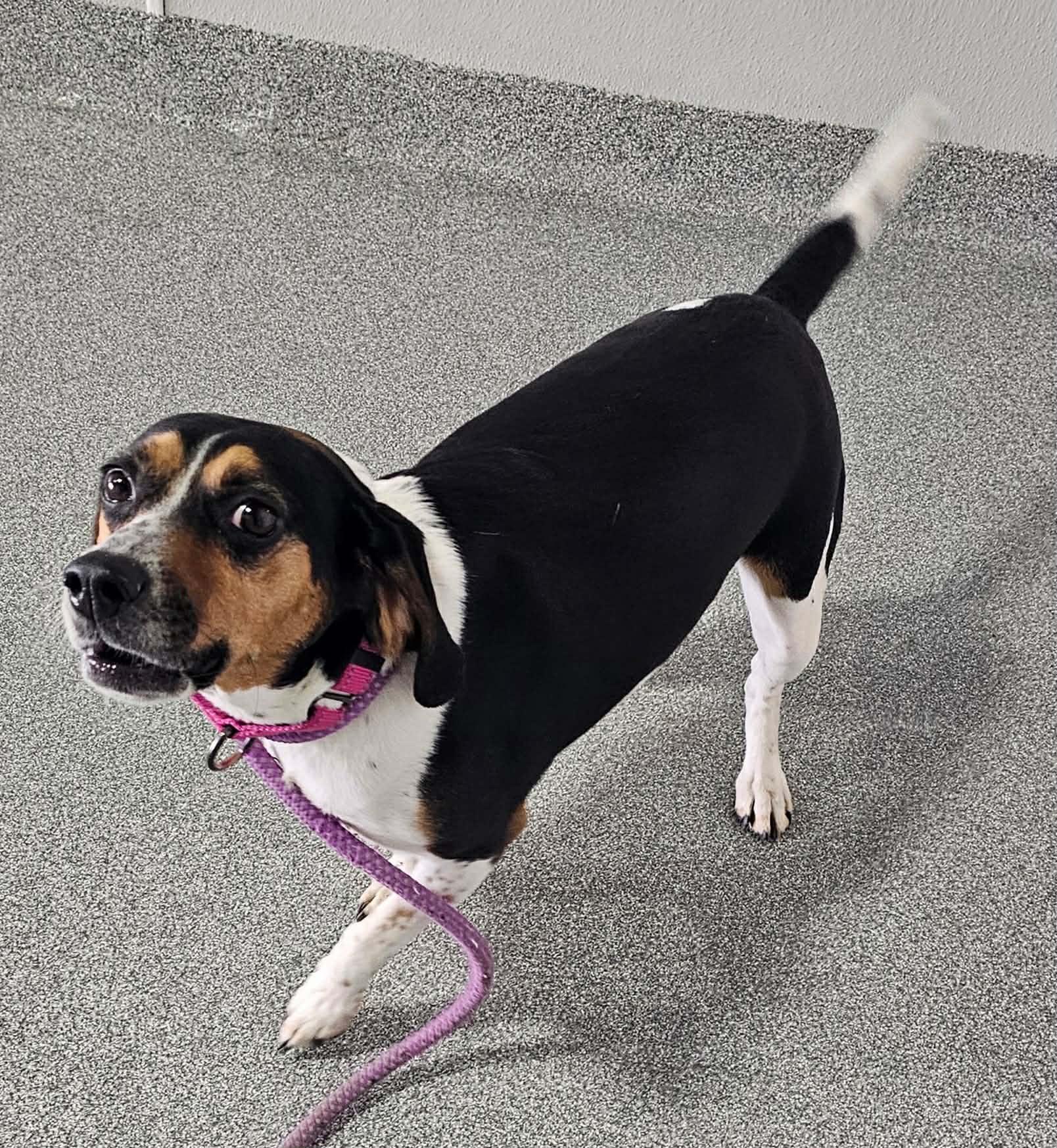 Enlarge Lexi ~sponsored adoption fee , a ADOPTABLE Beagle in Minooka, IL image 4/4