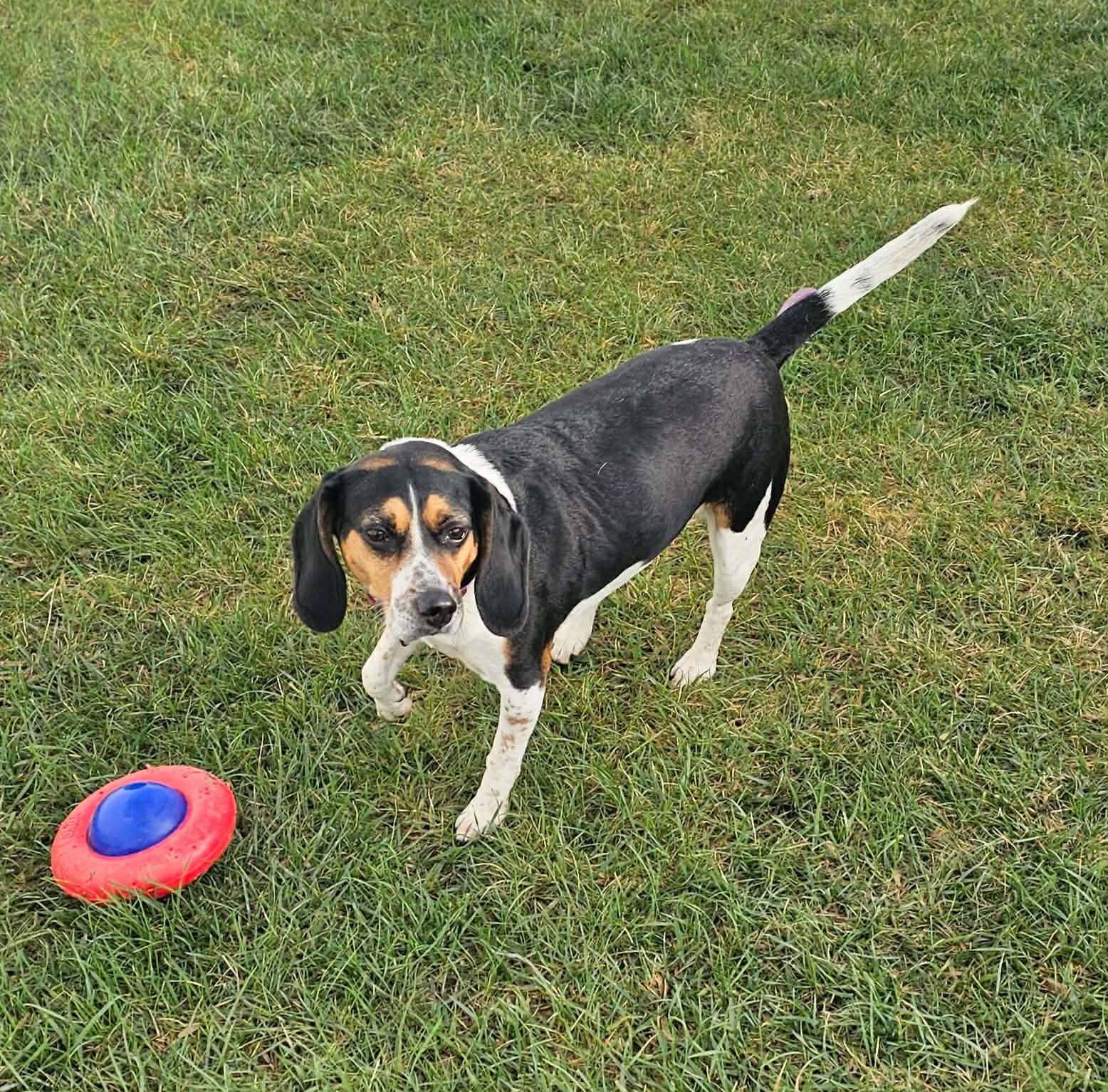 Enlarge Lexi ~sponsored adoption fee , a ADOPTABLE Beagle in Minooka, IL image 3/4