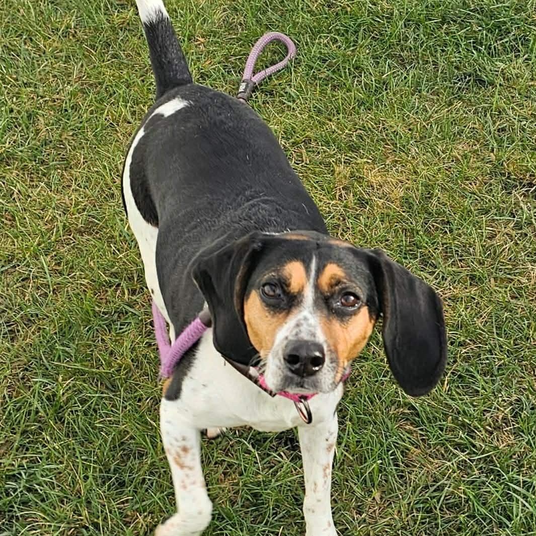 Enlarge Lexi ~sponsored adoption fee , a ADOPTABLE Beagle in Minooka, IL image 2/4