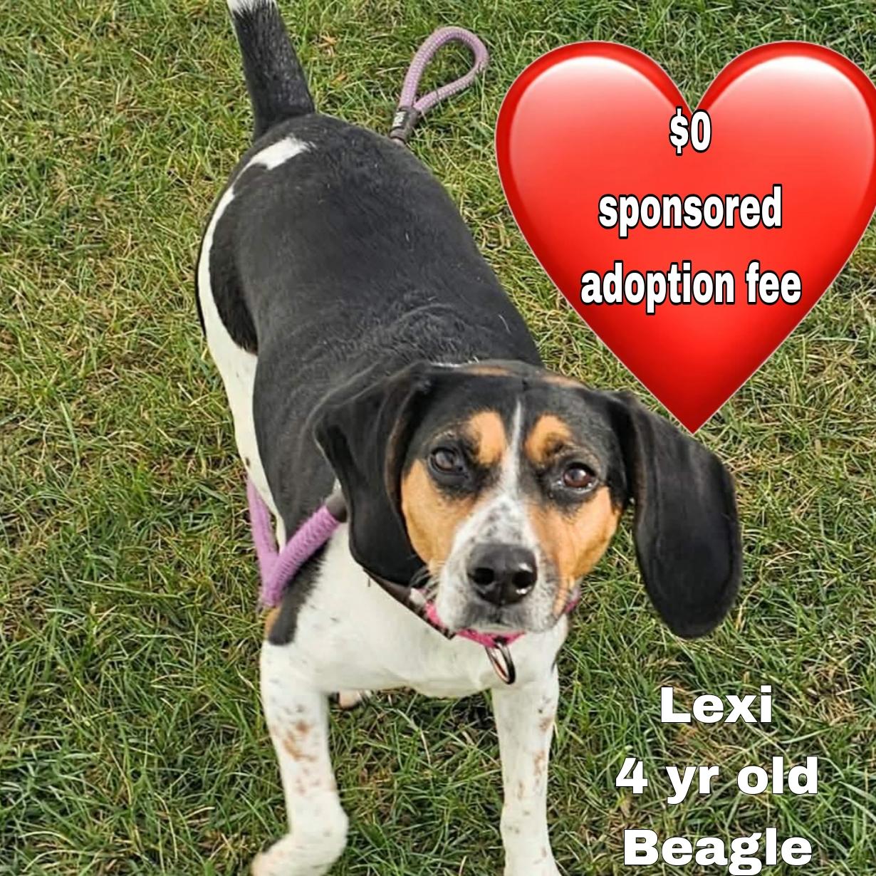 Lexi ~sponsored adoption fee , ADOPTABLE, Young Female Beagle.