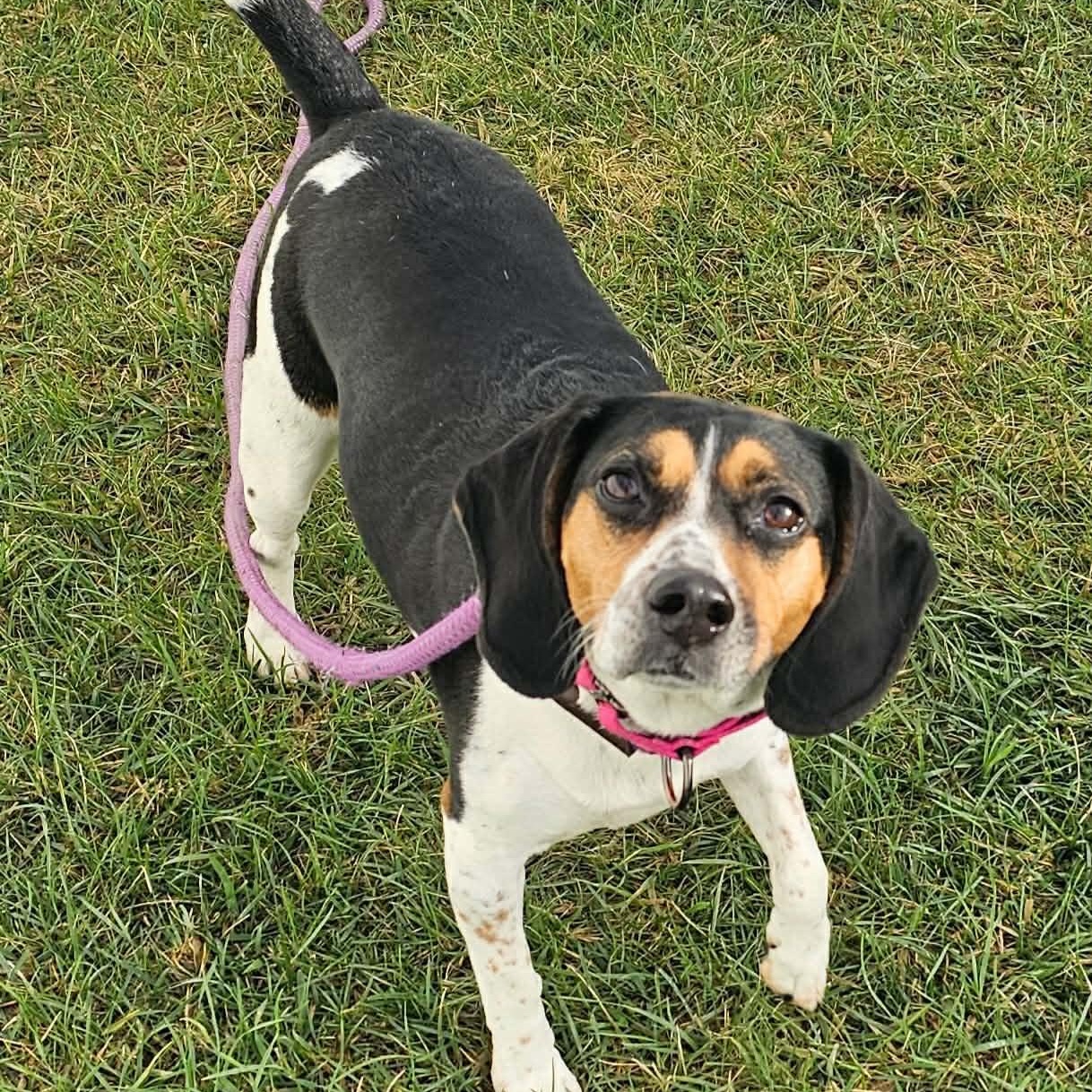 Enlarge Lexi ~sponsored adoption fee , a ADOPTABLE Beagle in Minooka, IL image 1/4