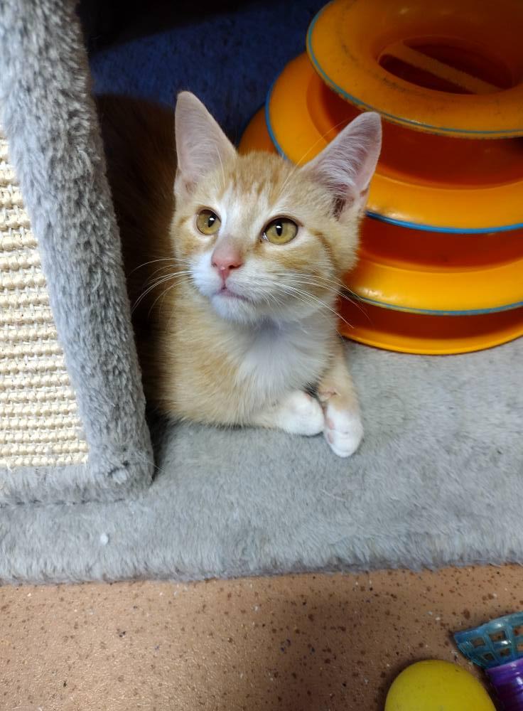 Enlarge Ben, a Adoptable Domestic Short Hair in Monroe, OH image 1/1