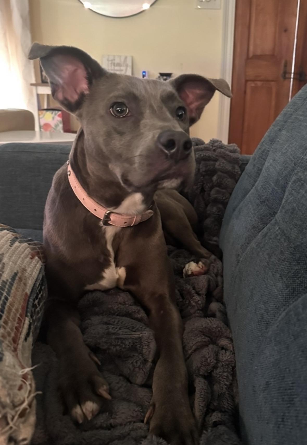 Stella2, Adoptable, Adult Female American Bully.