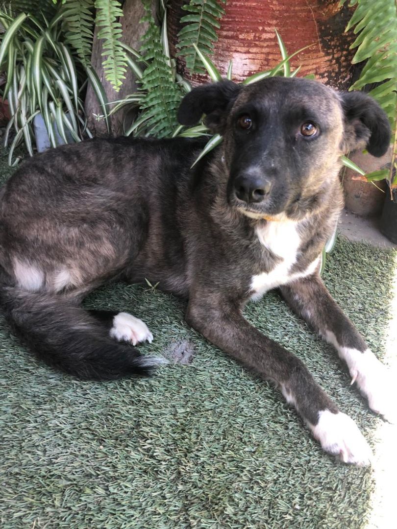 Tori, Adoptable, Adult Female American Staffordshire Terrier & Australian Kelpie.