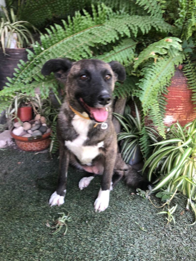 Tori, a Adoptable mixed breed in Sherwood, OR image 2/6