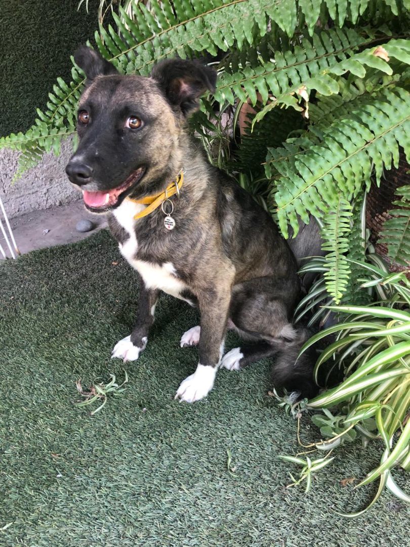 Tori, a Adoptable mixed breed in Sherwood, OR image 3/6