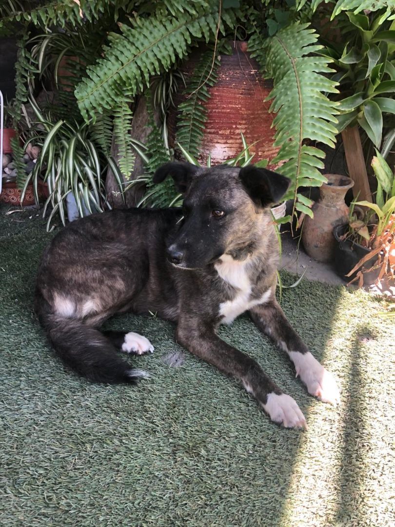 Tori, a Adoptable mixed breed in Sherwood, OR image 4/6