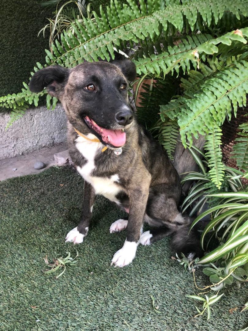 Tori, a Adoptable mixed breed in Sherwood, OR image 5/6