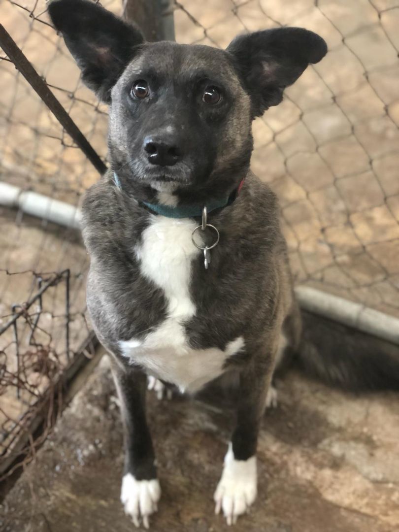 Tori, a Adoptable mixed breed in Sherwood, OR image 6/6