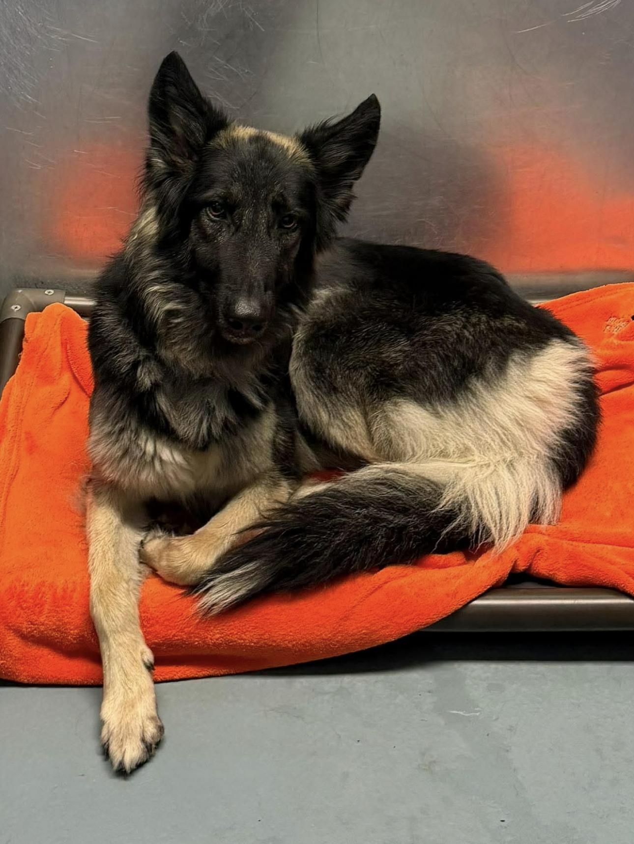 Enlarge Nera, an adopted German Shepherd Dog in Kankakee, IL image 2/2