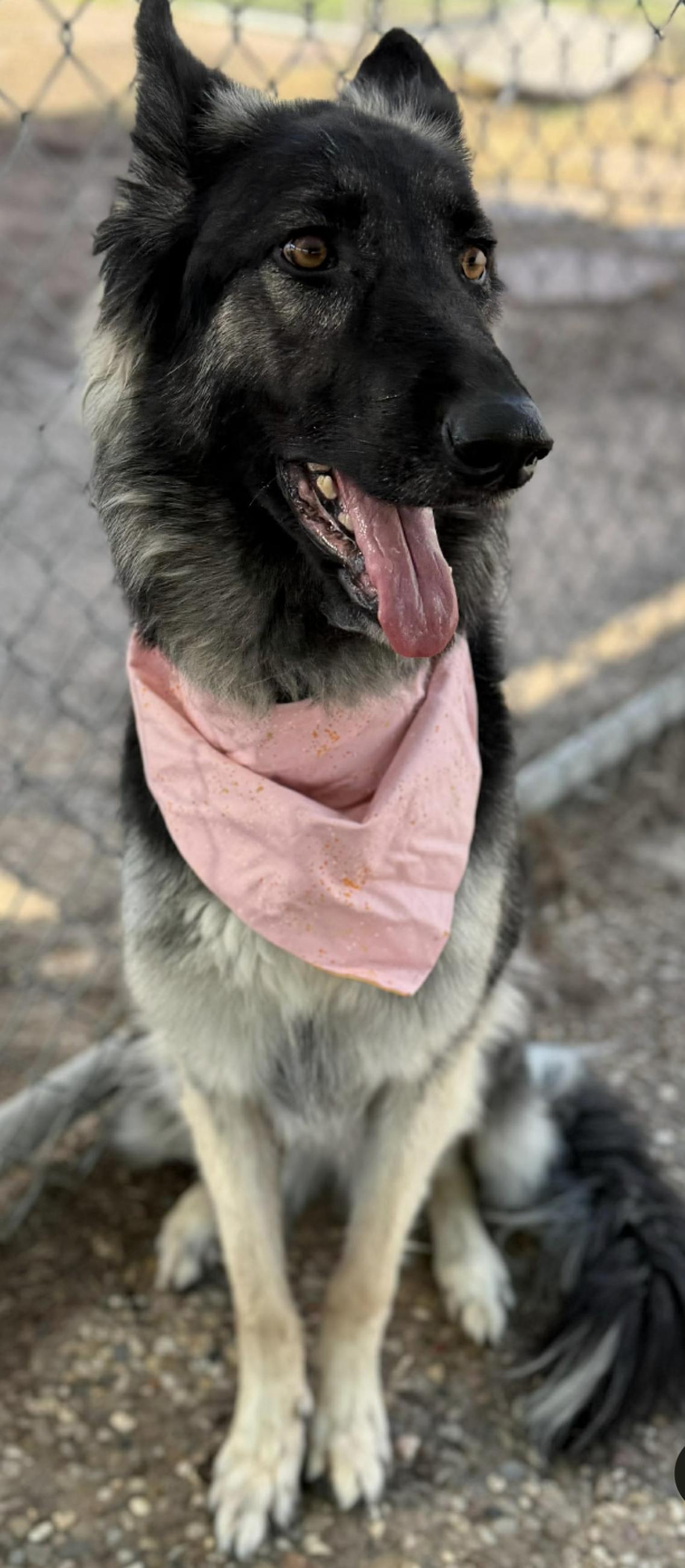 Enlarge Nera, an adopted German Shepherd Dog in Kankakee, IL image 1/2