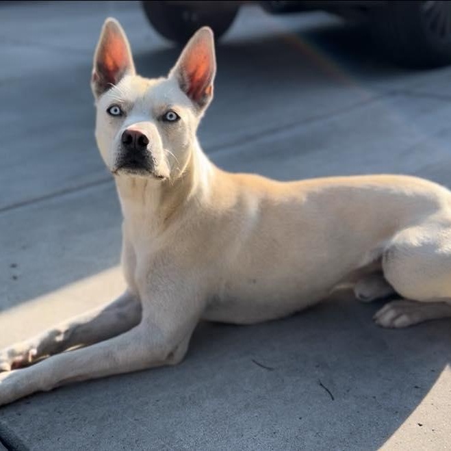 Pedro ASAP Husky Dog