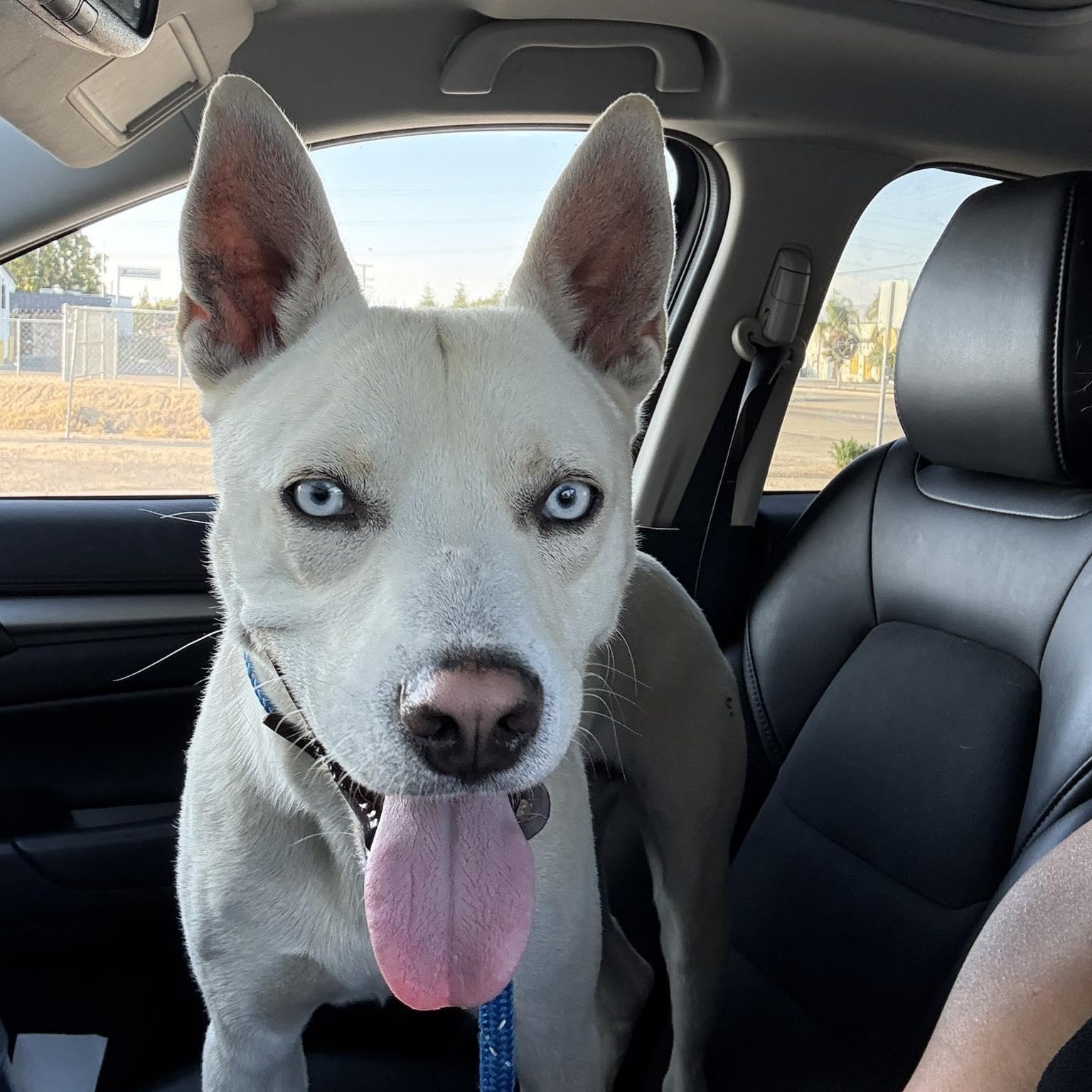 Pedro, a Adoptable mixed breed in La Honda, CA image 3/4