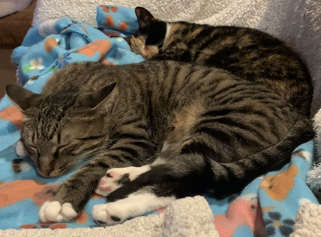 Enlarge Axle, a Adoptable mixed breed in Columbia, SC image 8/9