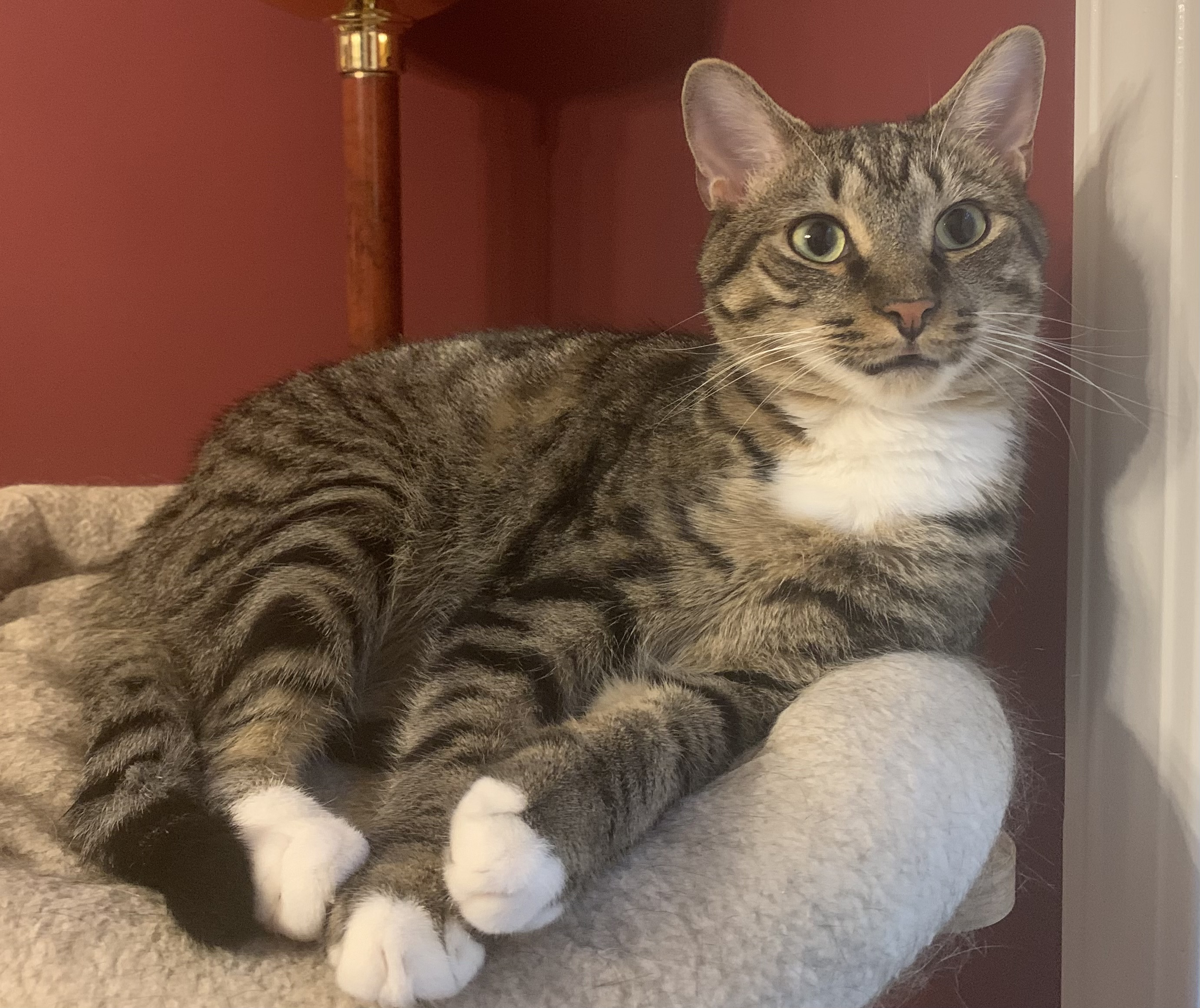 Axle, Adoptable, Adult Male Domestic Short Hair & Tabby.