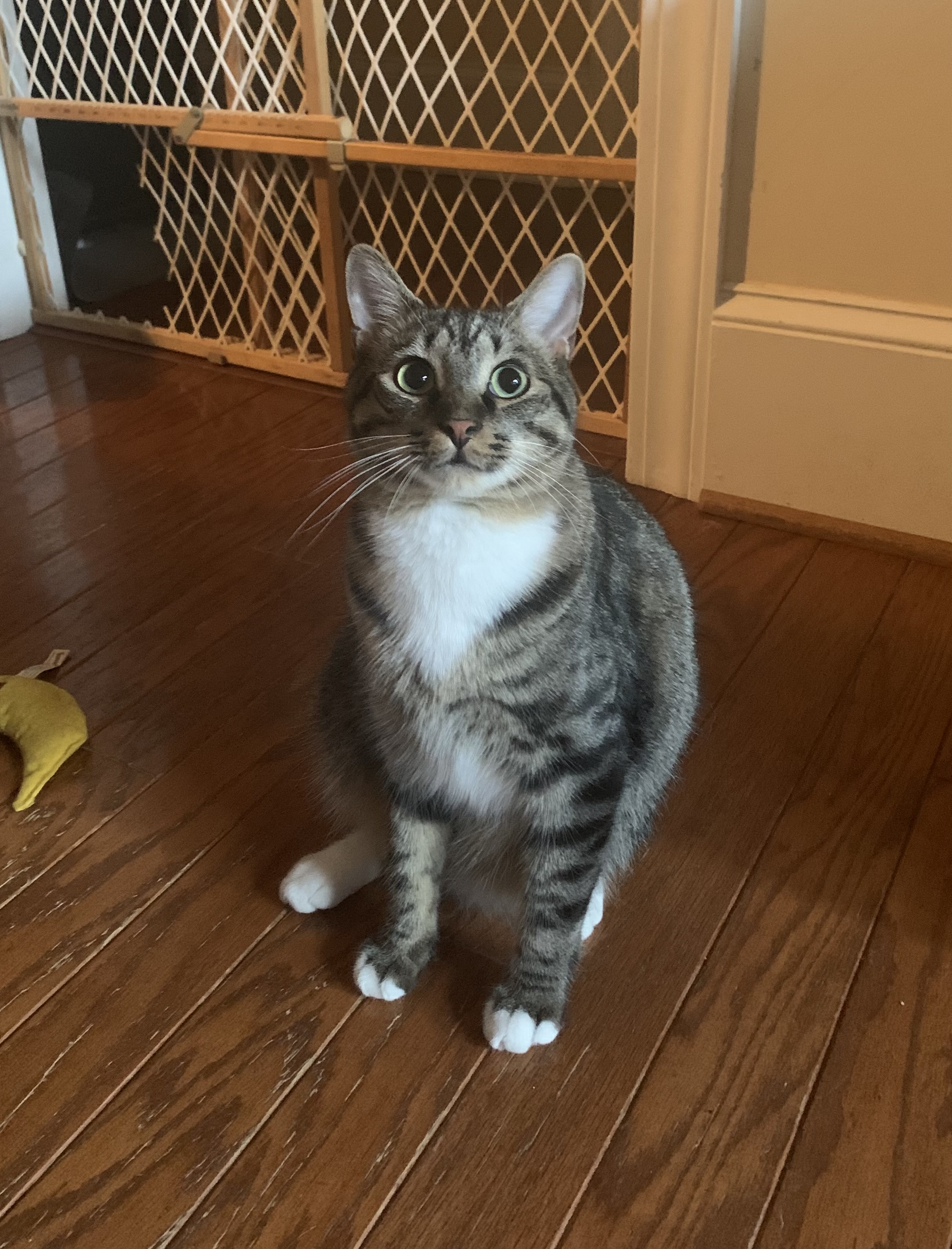 Axle, a Adoptable mixed breed in Columbia, SC image 6/9