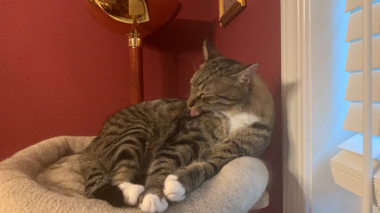 Enlarge Axle, a Adoptable mixed breed in Columbia, SC video 7/9