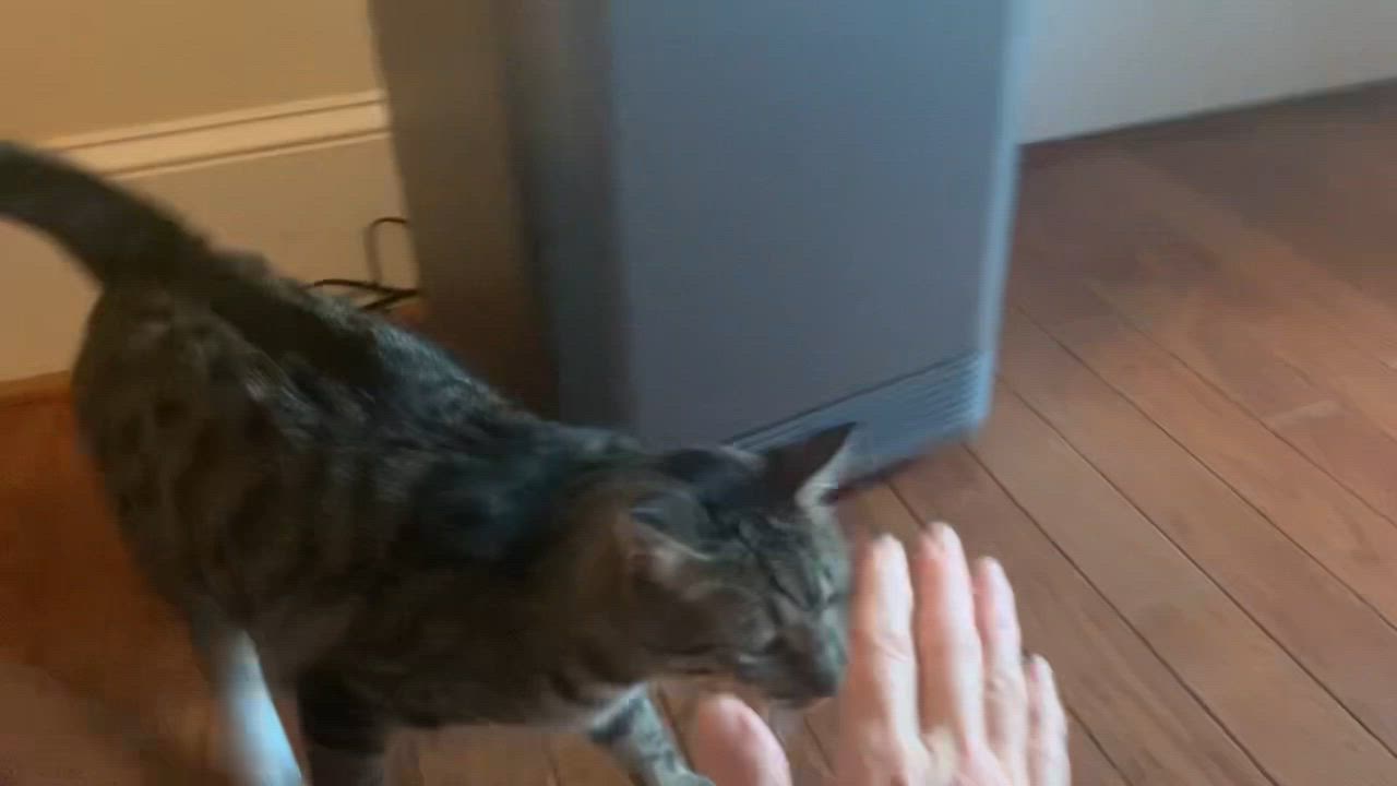 Enlarge Axle, a Adoptable mixed breed in Columbia, SC video 9/9