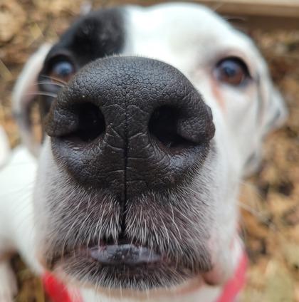 Matilda, Adoptable, Puppy Female Great Dane & Mastiff.