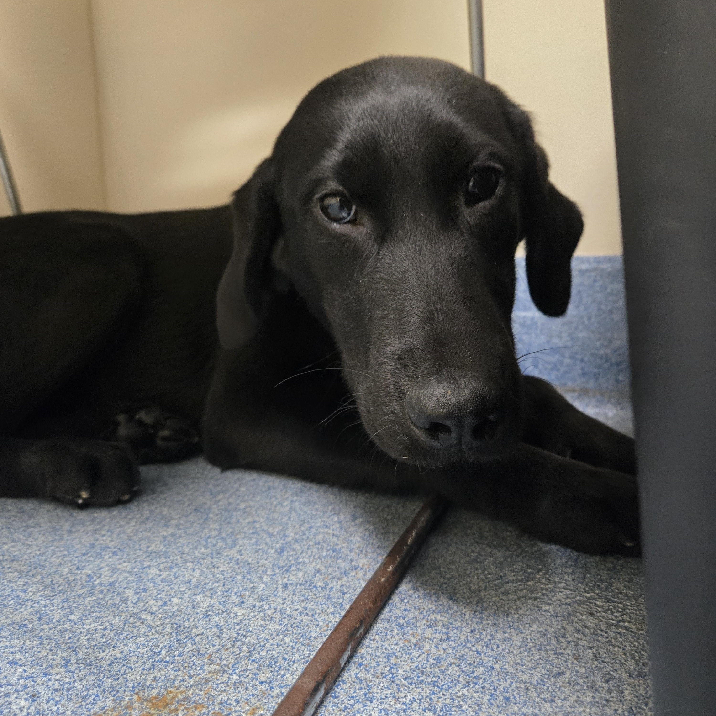 Iridessa, adopted, Young Female Labrador Retriever.