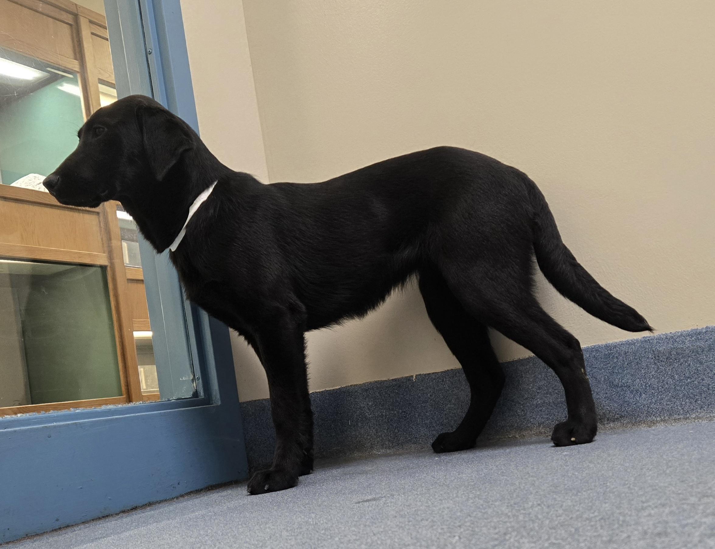 Enlarge Iridessa, an adopted mixed breed in Suffolk, VA image 3/3