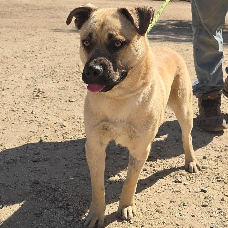 Enlarge Wynn, a ADOPTABLE mixed breed in Irvine, CA image 5/6