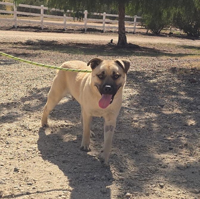 Enlarge Wynn, a ADOPTABLE mixed breed in Irvine, CA image 6/6