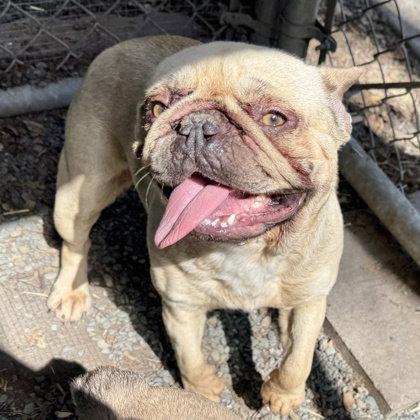 Aubrey, a Adopted French Bulldog in Oakland, CA image 1/3