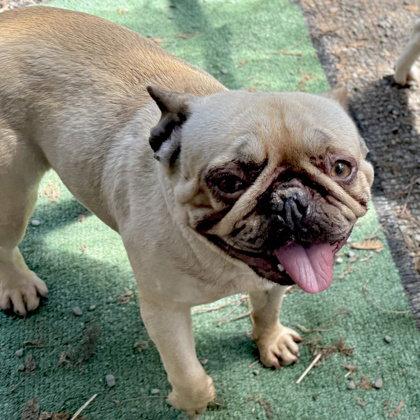 Aubrey, a Adopted French Bulldog in Oakland, CA image 2/3