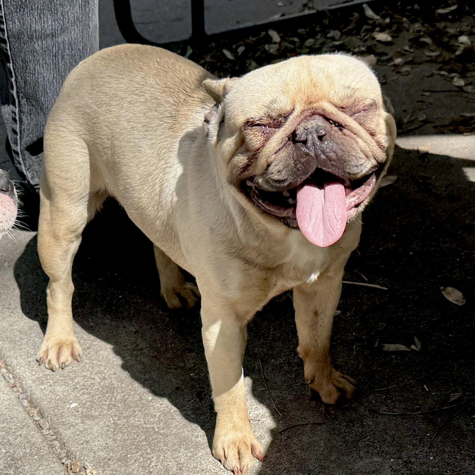 Aubrey, a Adopted French Bulldog in Oakland, CA image 3/3