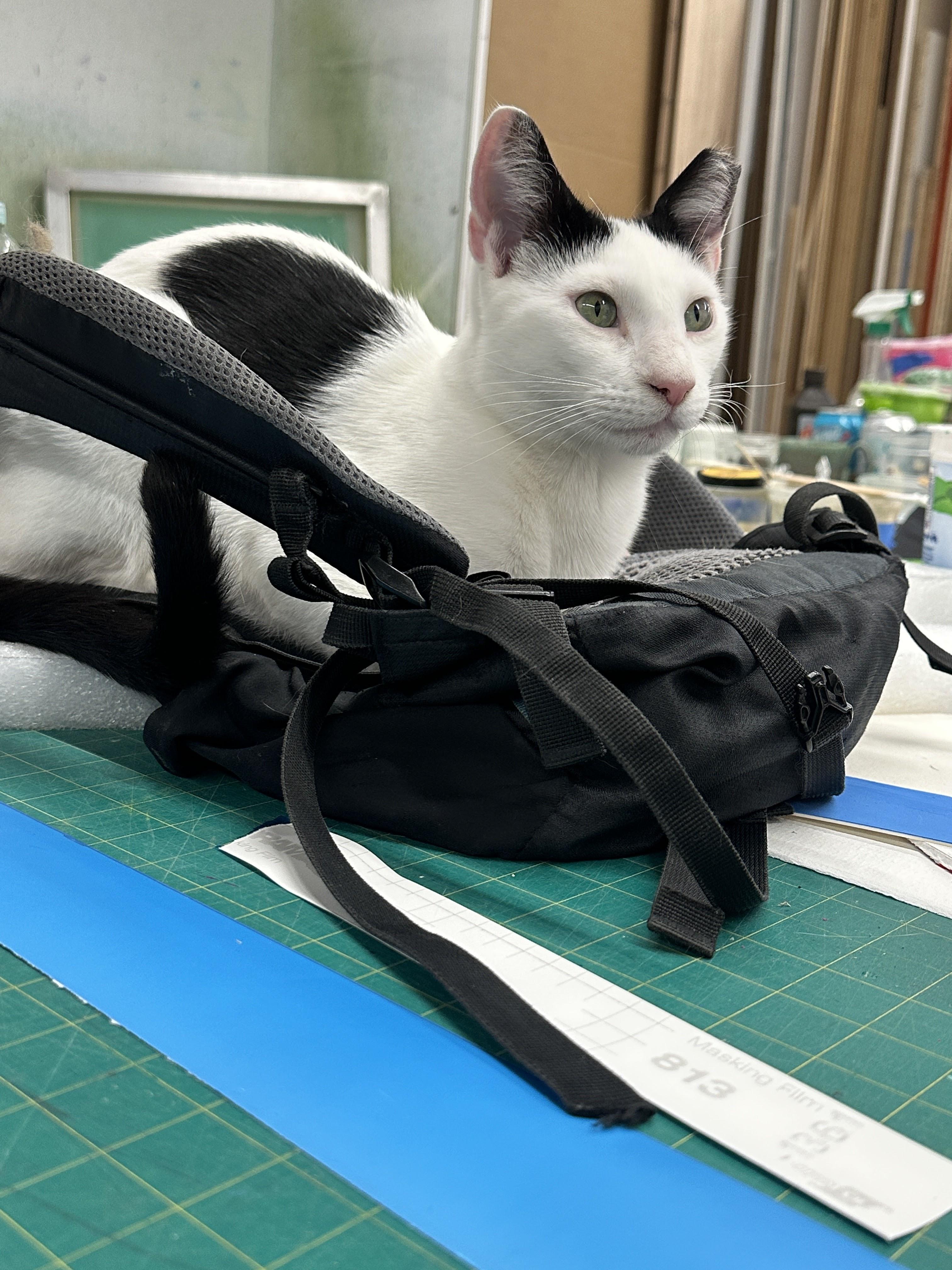Willoughby, a ADOPTABLE Domestic Short Hair in brooklyn, NY image 6/6